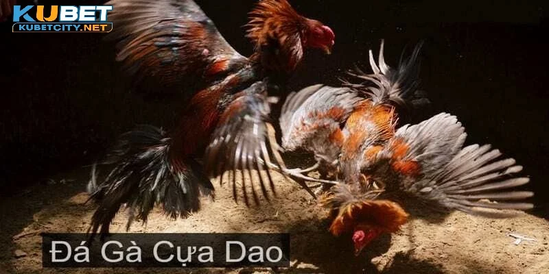 ĐÁ GÀ DAO