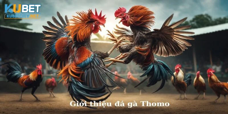 Cuộc đá gà Thomo tìm ra chiến kê mạnh nhất